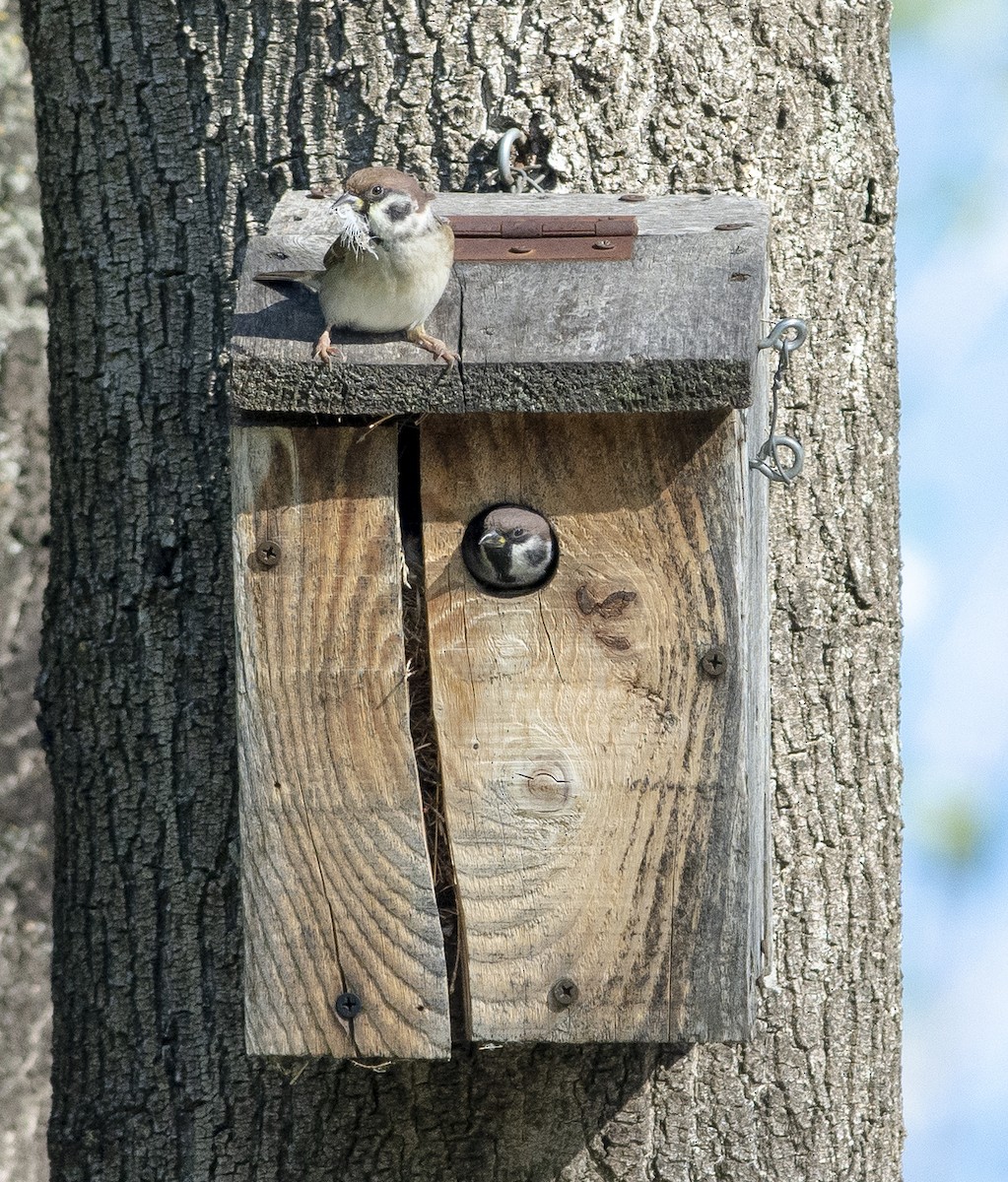 Passera mattugia - ML624748507