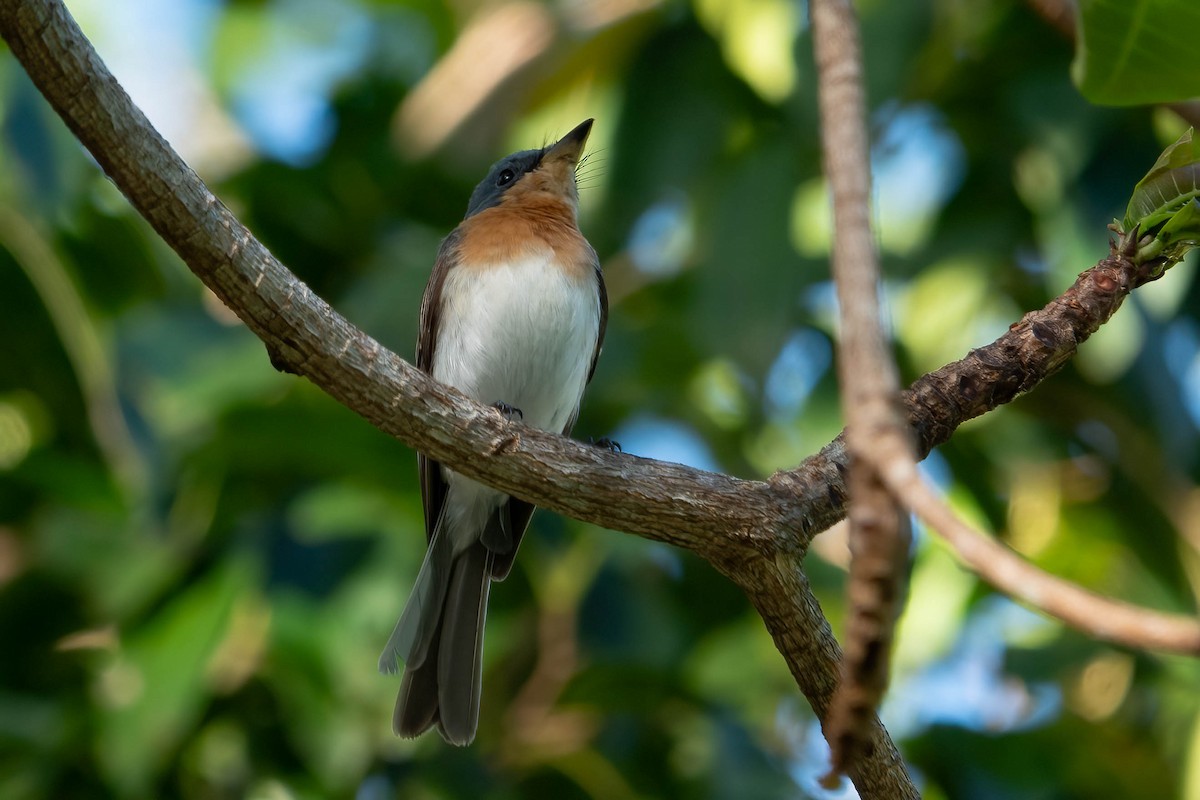 Leaden Flycatcher - ML624748512