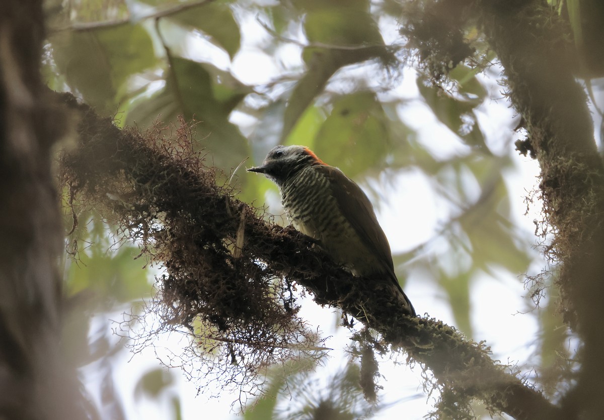 Yellow-vented Woodpecker - ML624748724