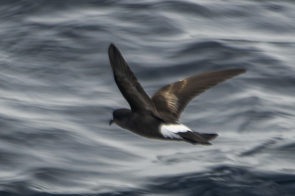 European Storm-Petrel - ML624748772