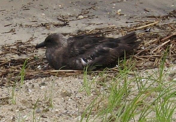 South Polar Skua - ML624748833