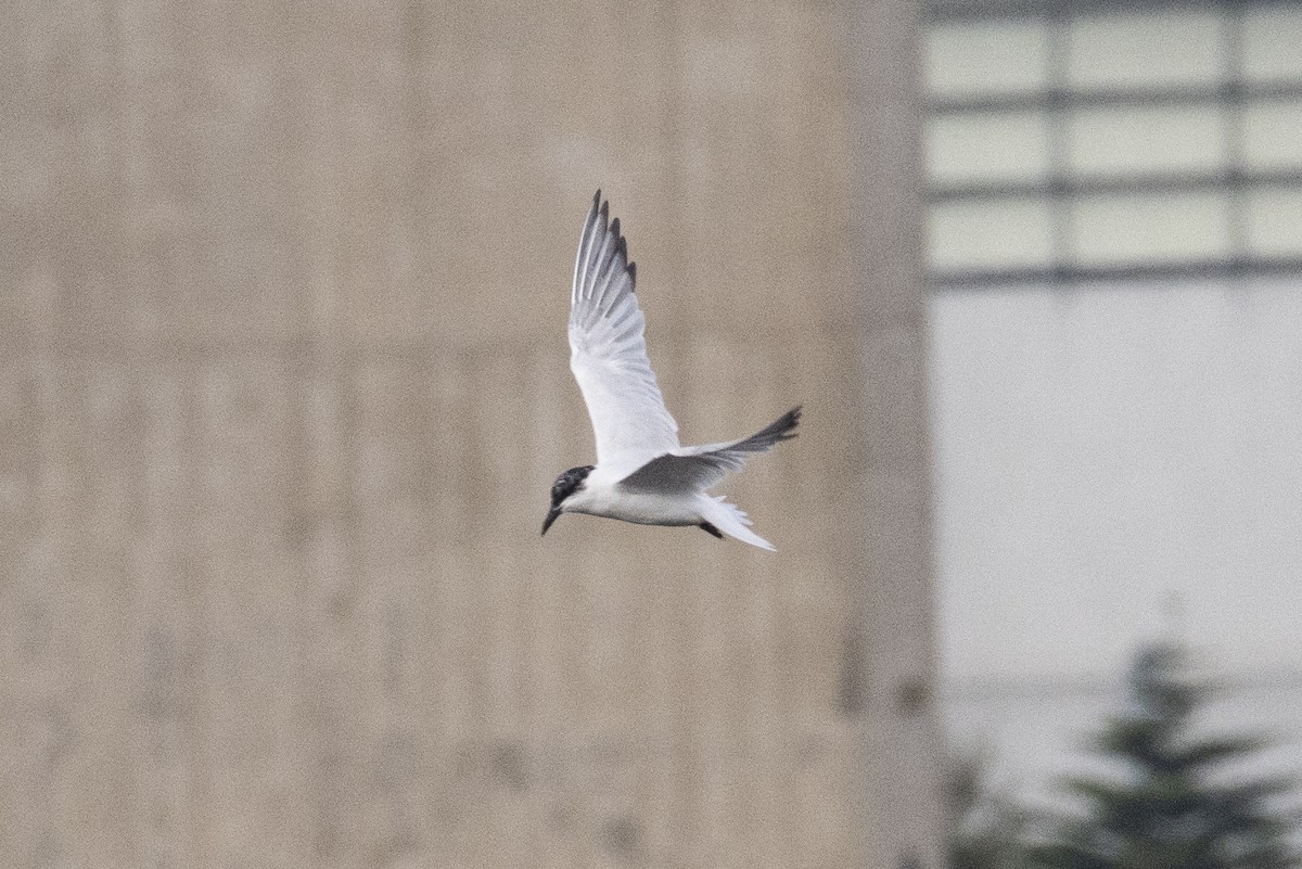 Gull-billed/Australian Tern - ML624748979