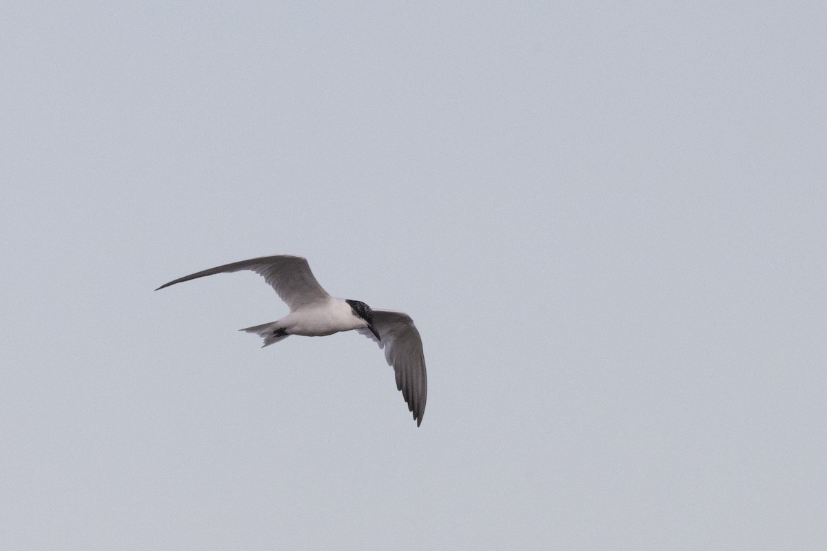 Gull-billed/Australian Tern - ML624748980