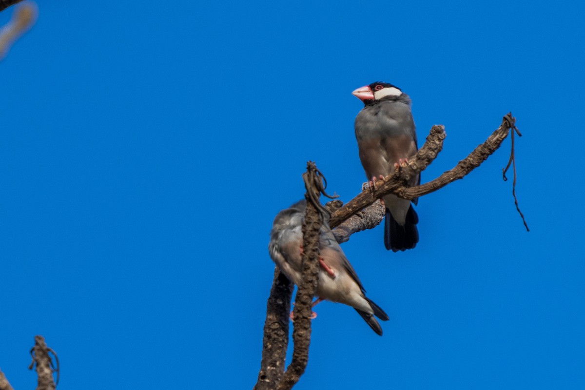 Java Sparrow - ML624749241