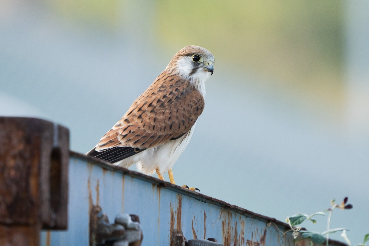 Nankeen Kestrel - ML624749309