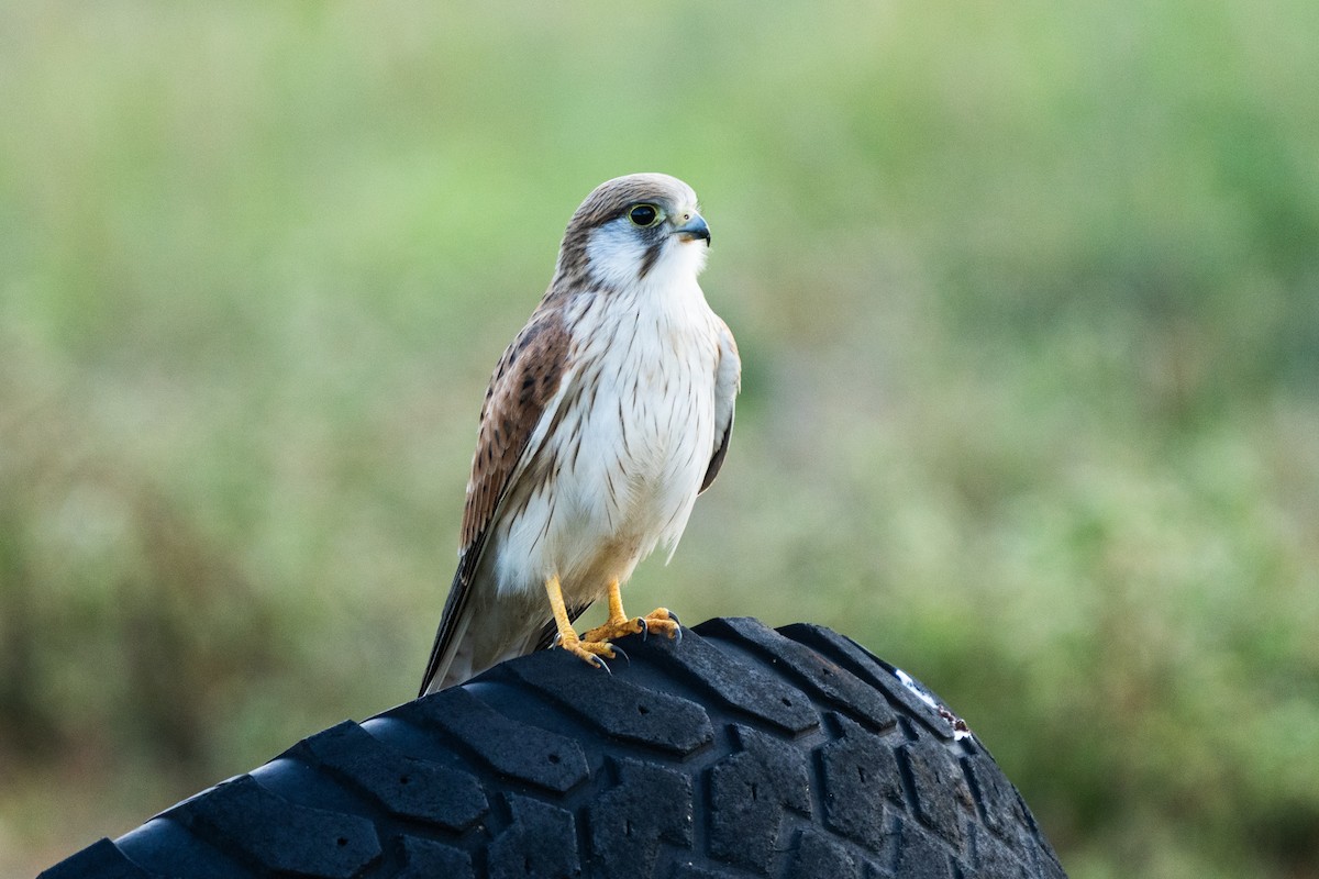 Nankeen Kestrel - ML624749310