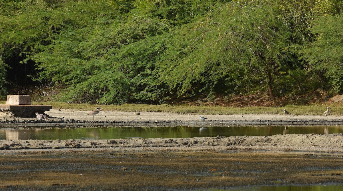 Great Thick-knee - ML624749522