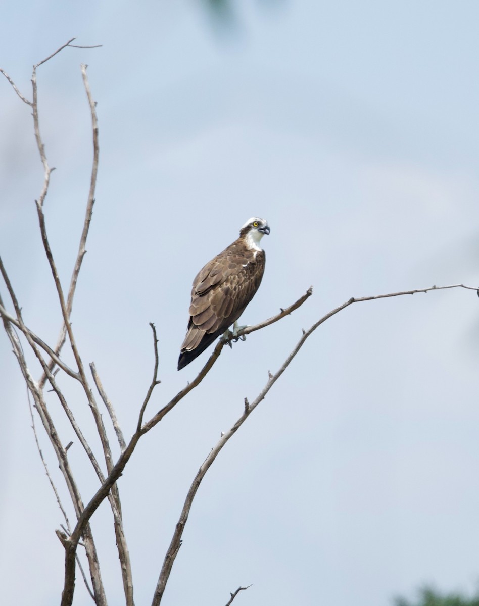 orlovec říční - ML624749543