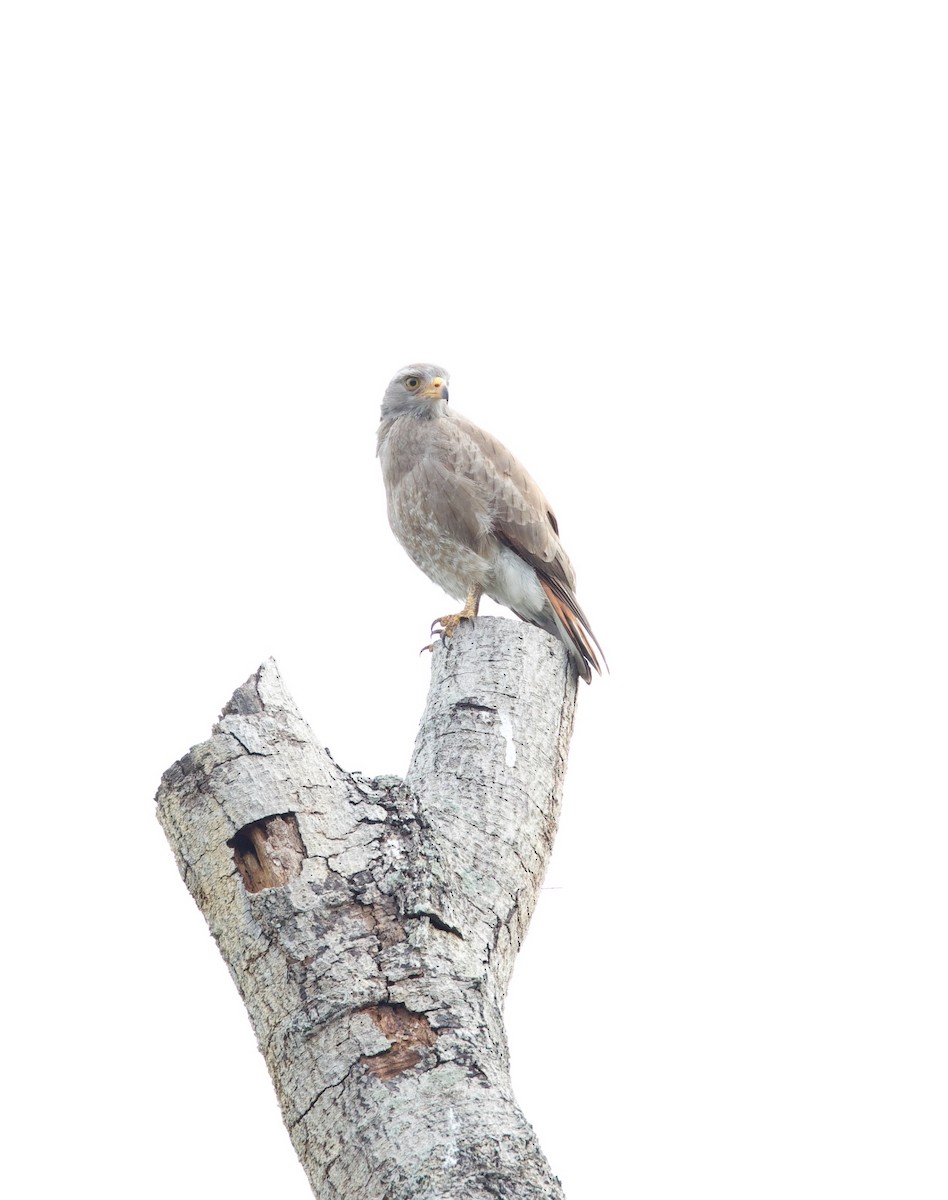 jestřábec světlebřichý - ML624749549