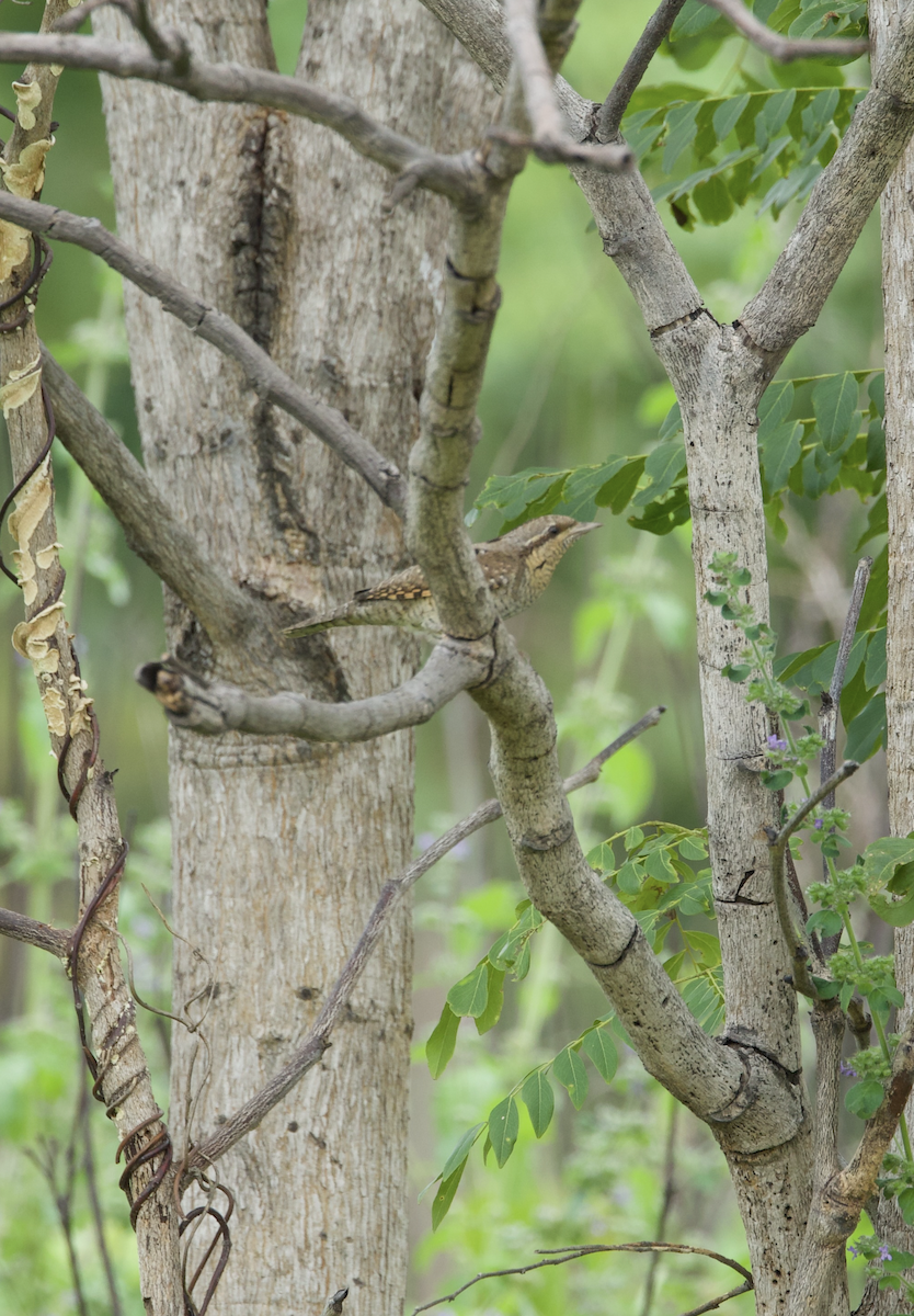 krutihlav obecný - ML624749560