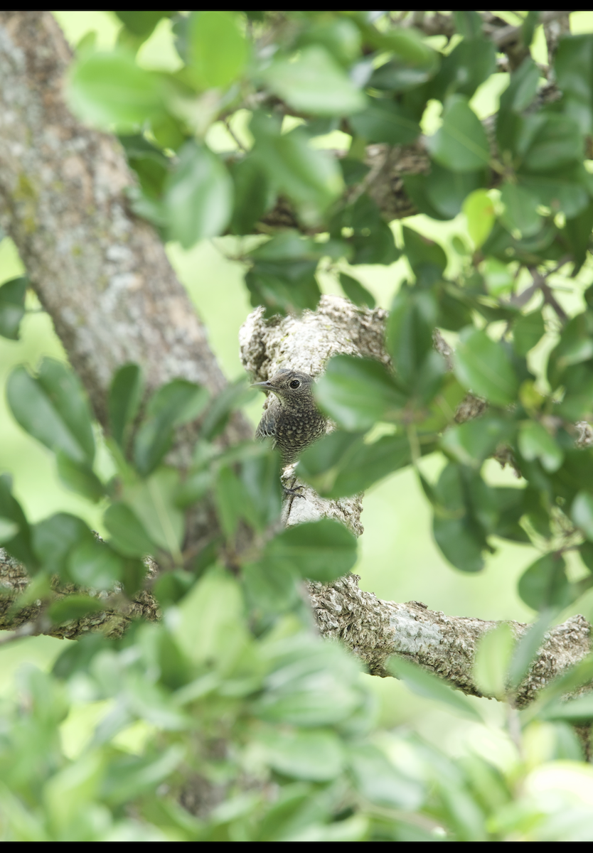 skalník modrý - ML624749564