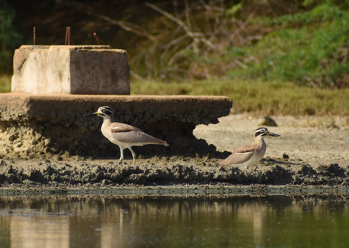 Great Thick-knee - ML624749585