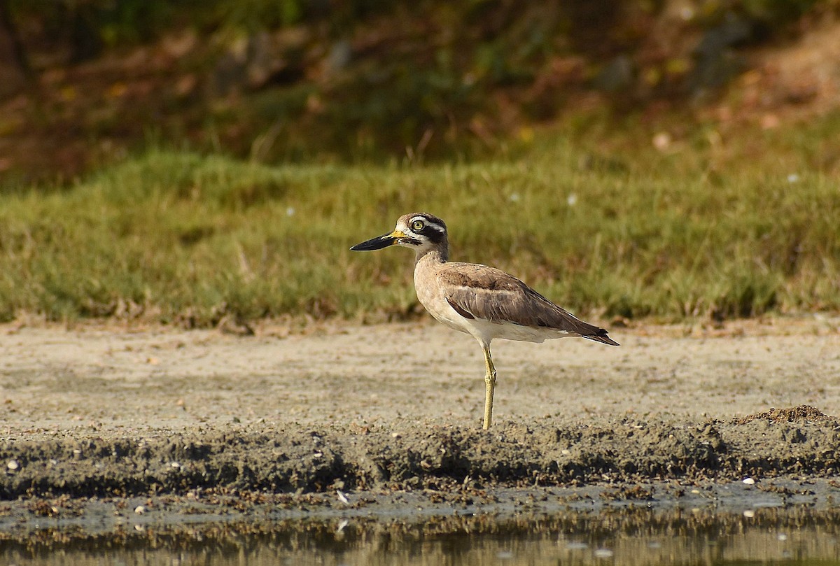 Great Thick-knee - ML624749586