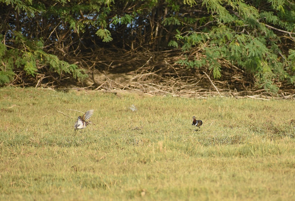 Greater Painted-Snipe - ML624749588