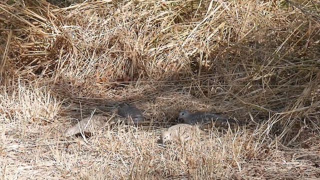 Inca Dove - ML624749648