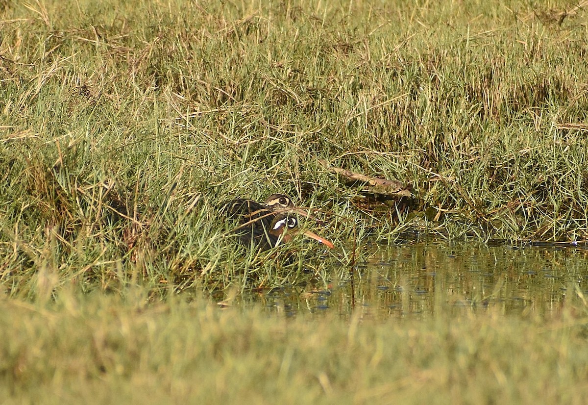 Greater Painted-Snipe - ML624749654