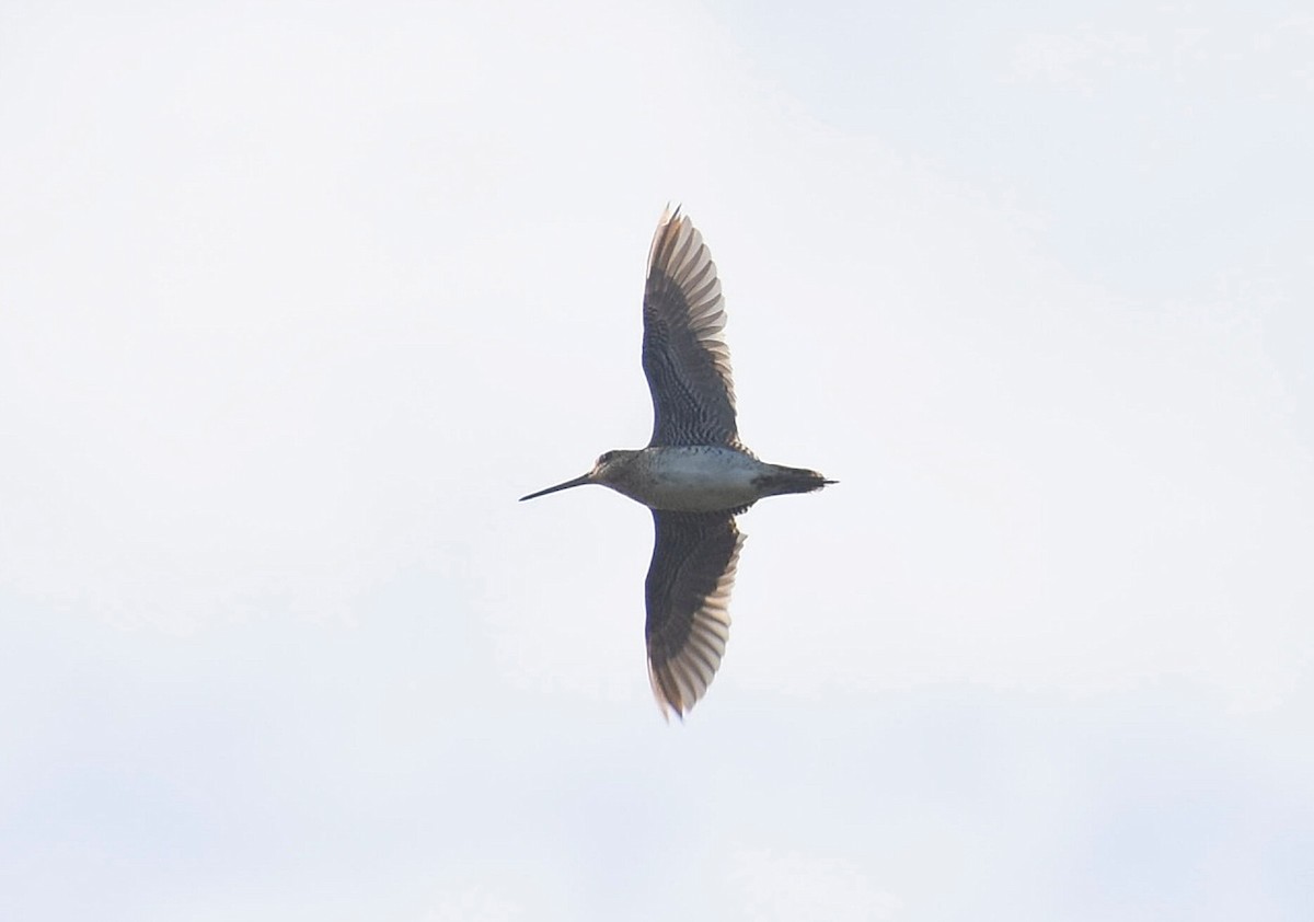 Pin-tailed Snipe - ML624749664