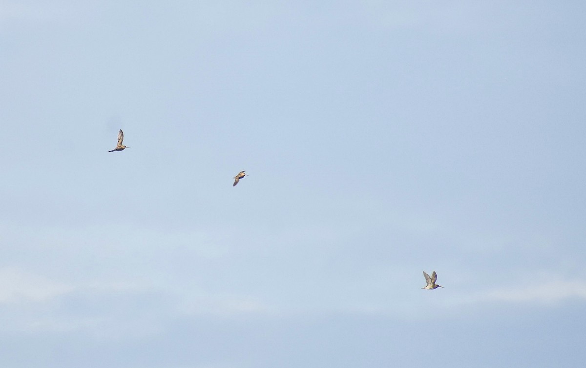 Pin-tailed Snipe - ML624749666