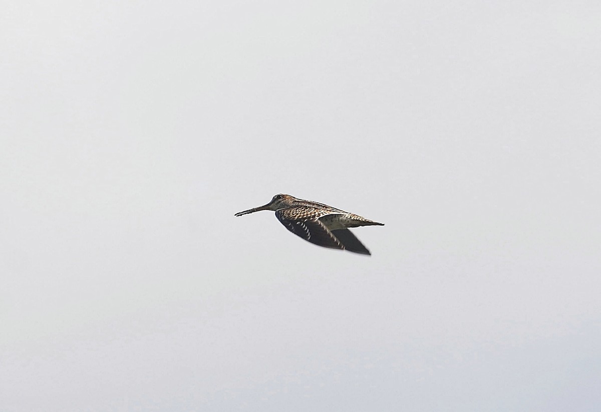 Pin-tailed Snipe - ML624749668