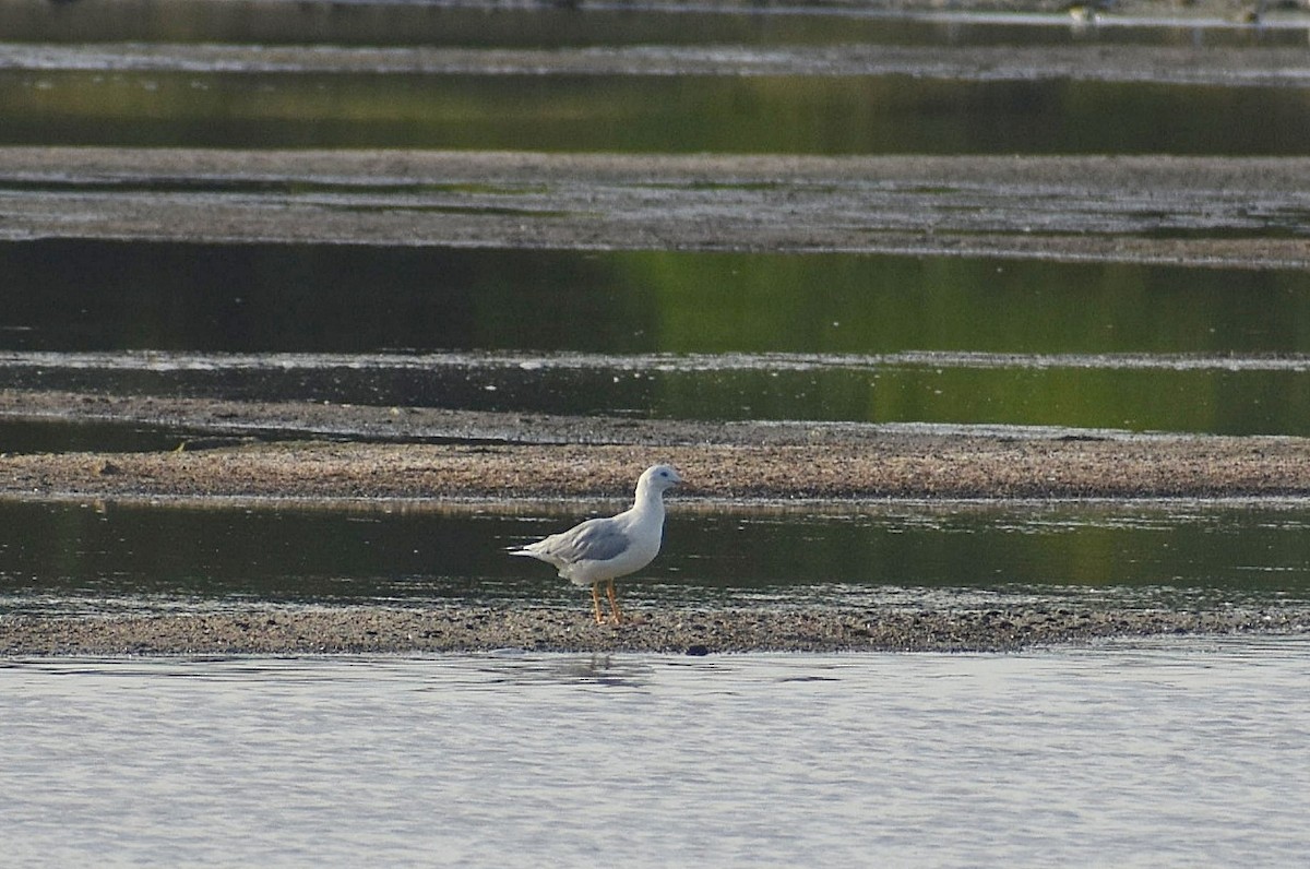 Slender-billed Gull - ML624749679