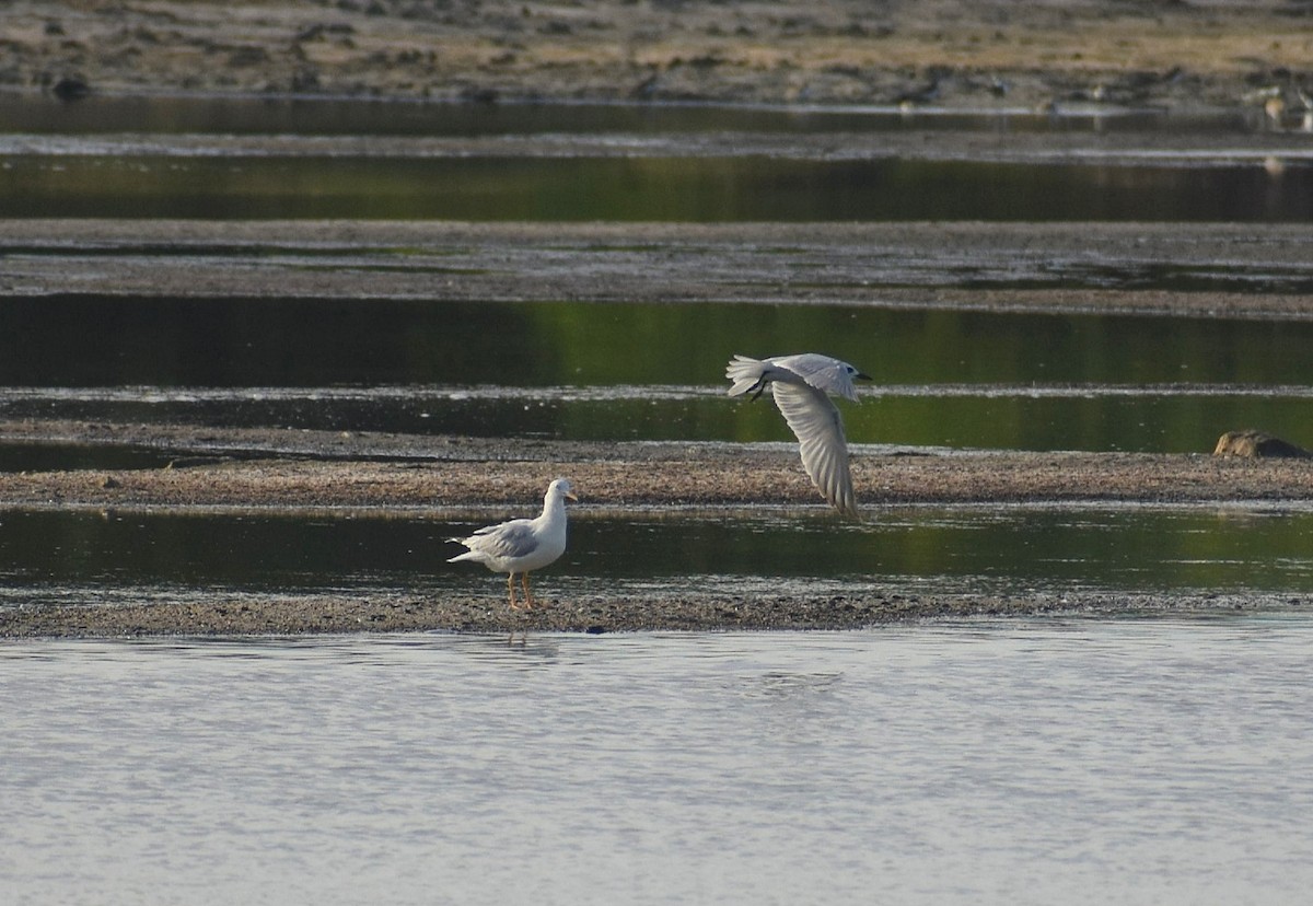 Slender-billed Gull - ML624749681