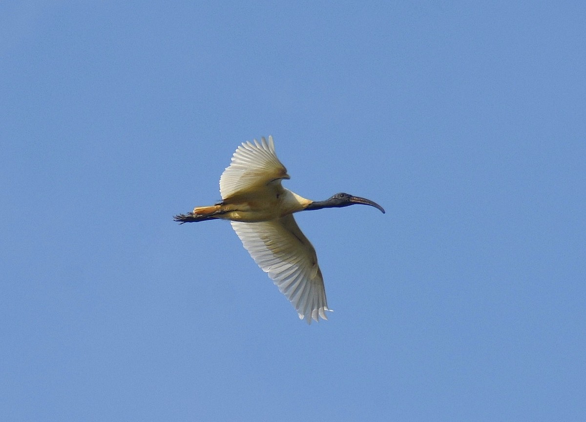 Black-headed Ibis - ML624749691