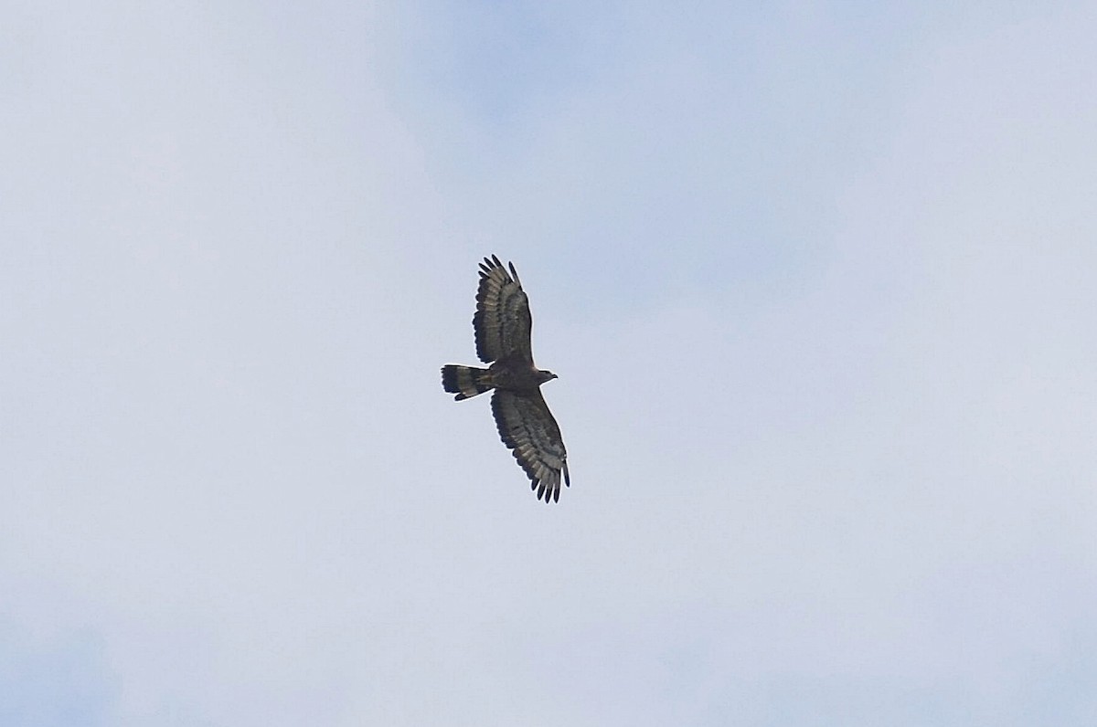 Oriental Honey-buzzard - ML624749692