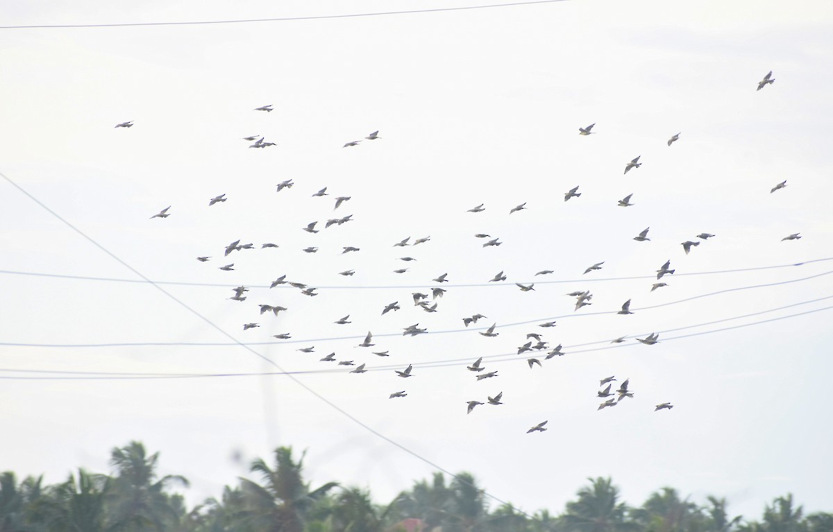 Rosy Starling - ML624749703