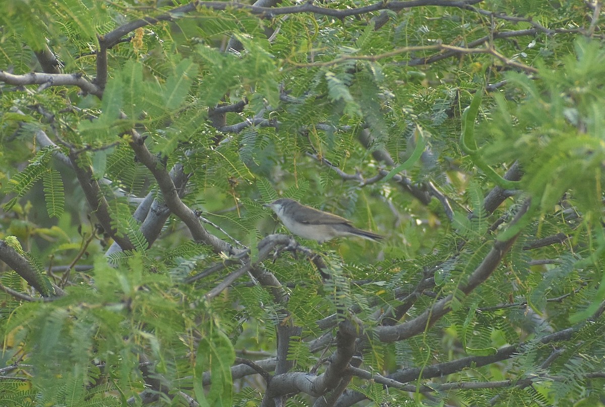 Lesser Whitethroat - ML624749712