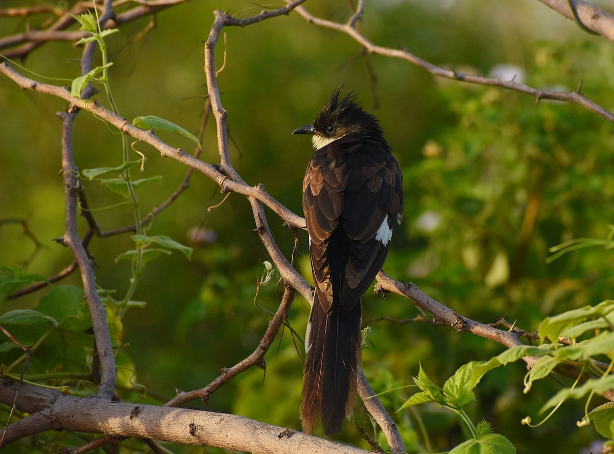 Pied Cuckoo - ML624749801