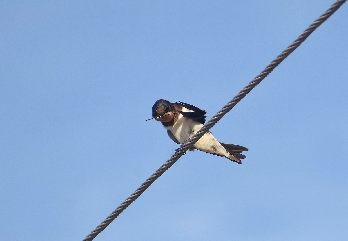 Barn Swallow - ML624749809