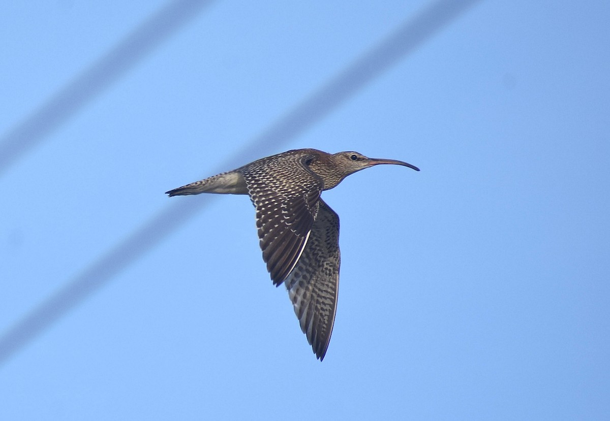 Whimbrel - ML624749816