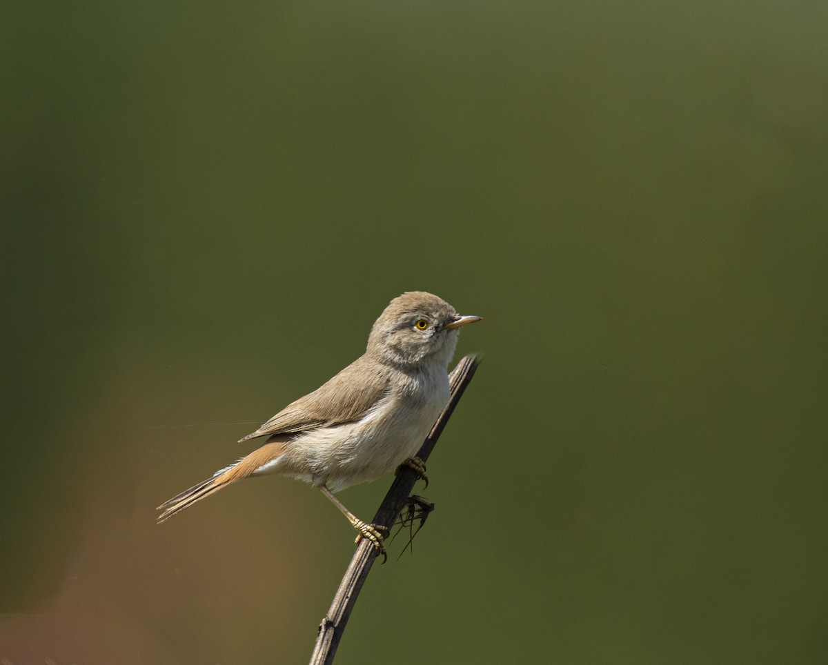 Asian Desert Warbler - ML624749906