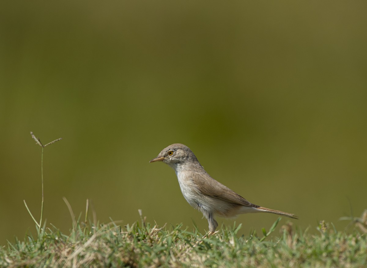 Asian Desert Warbler - ML624749916
