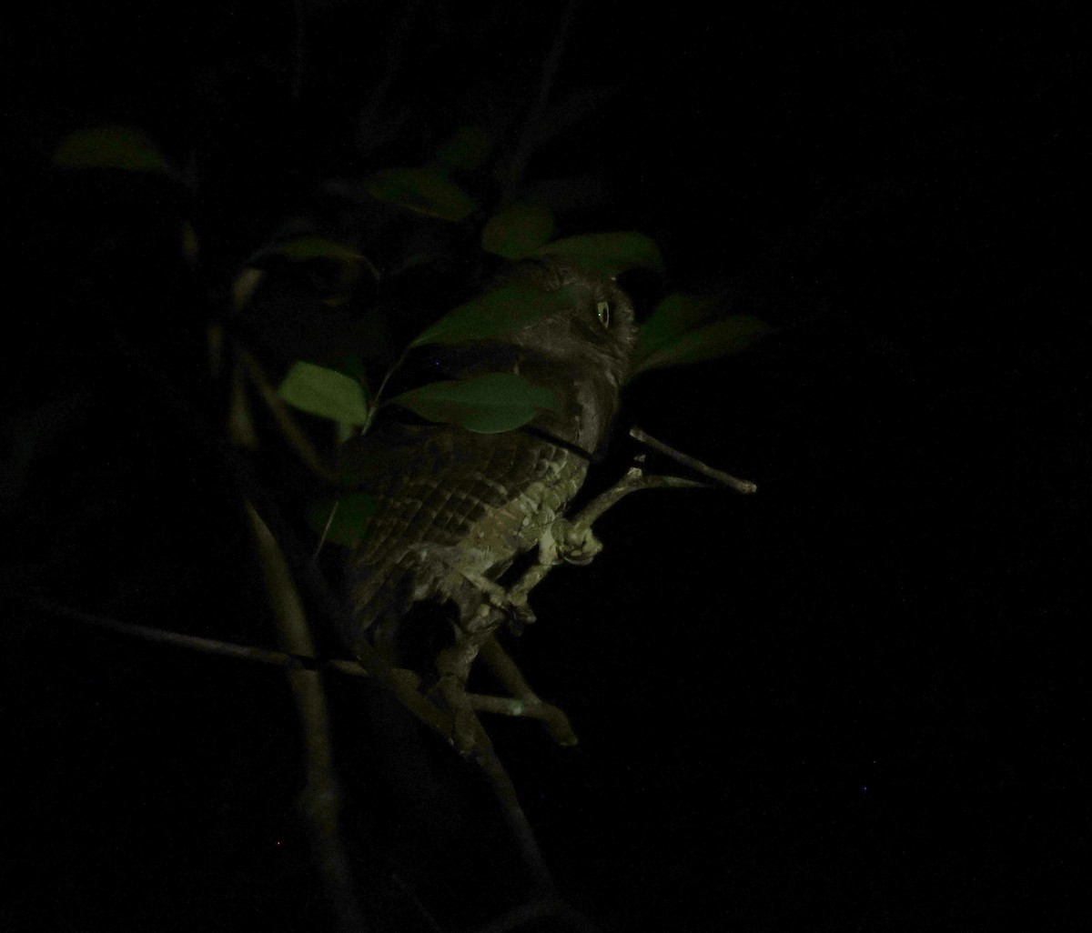 Seychelles Scops-Owl - ML624750064