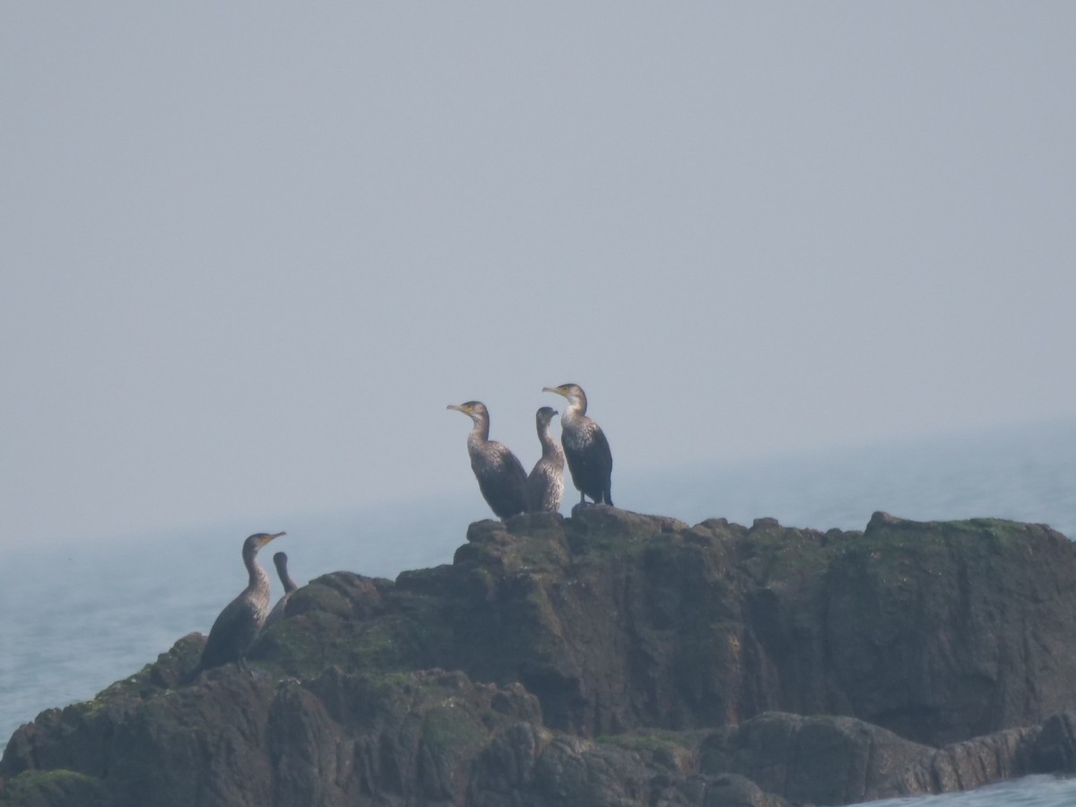 Japanese Cormorant - ML624750067