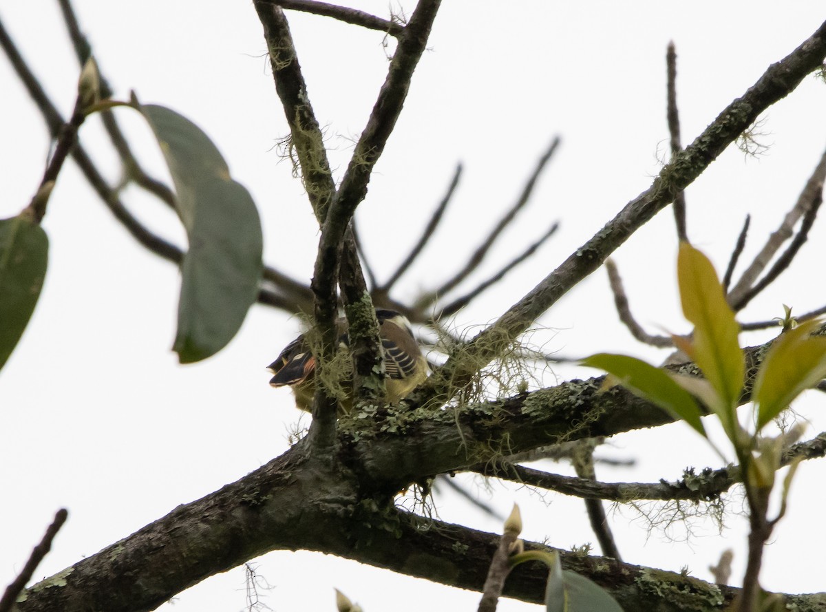 Red-tailed Minla - Kanno Tage