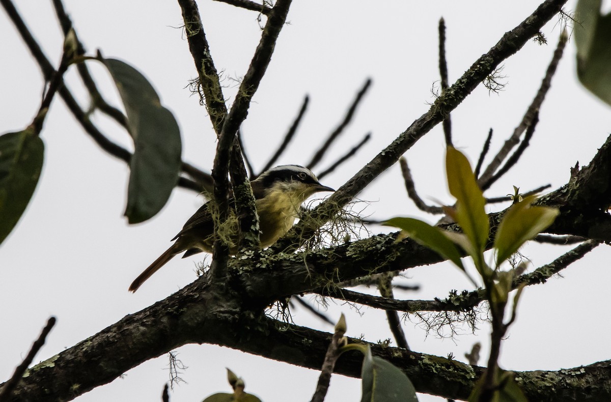 Red-tailed Minla - ML624750070