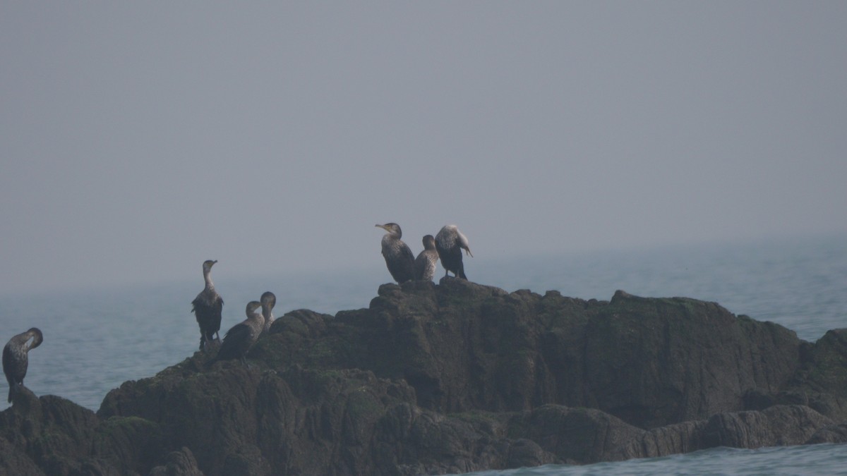 Japanese Cormorant - ML624750105