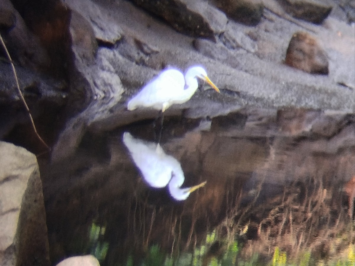 Great Egret - ML624750110