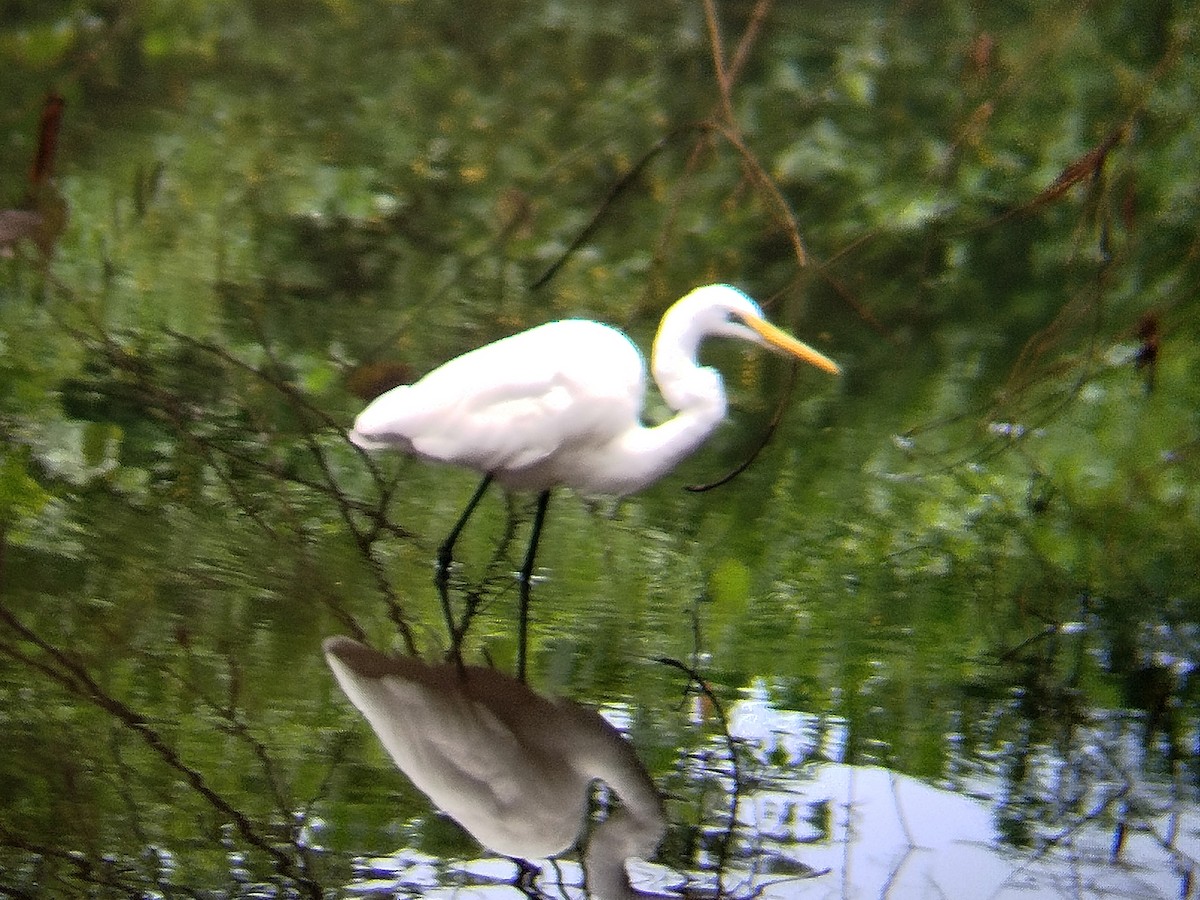 Great Egret - ML624750111