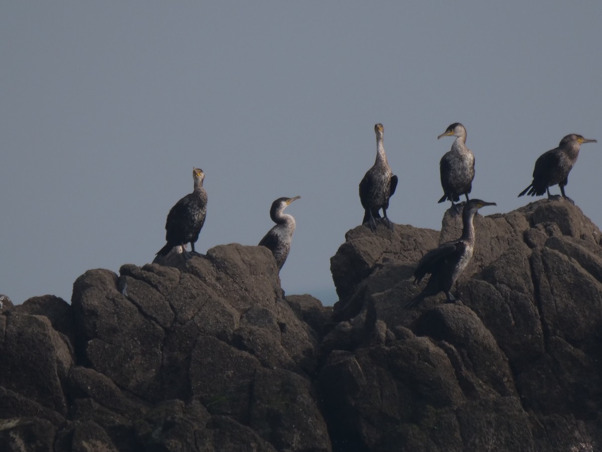 Japanese Cormorant - ML624750156