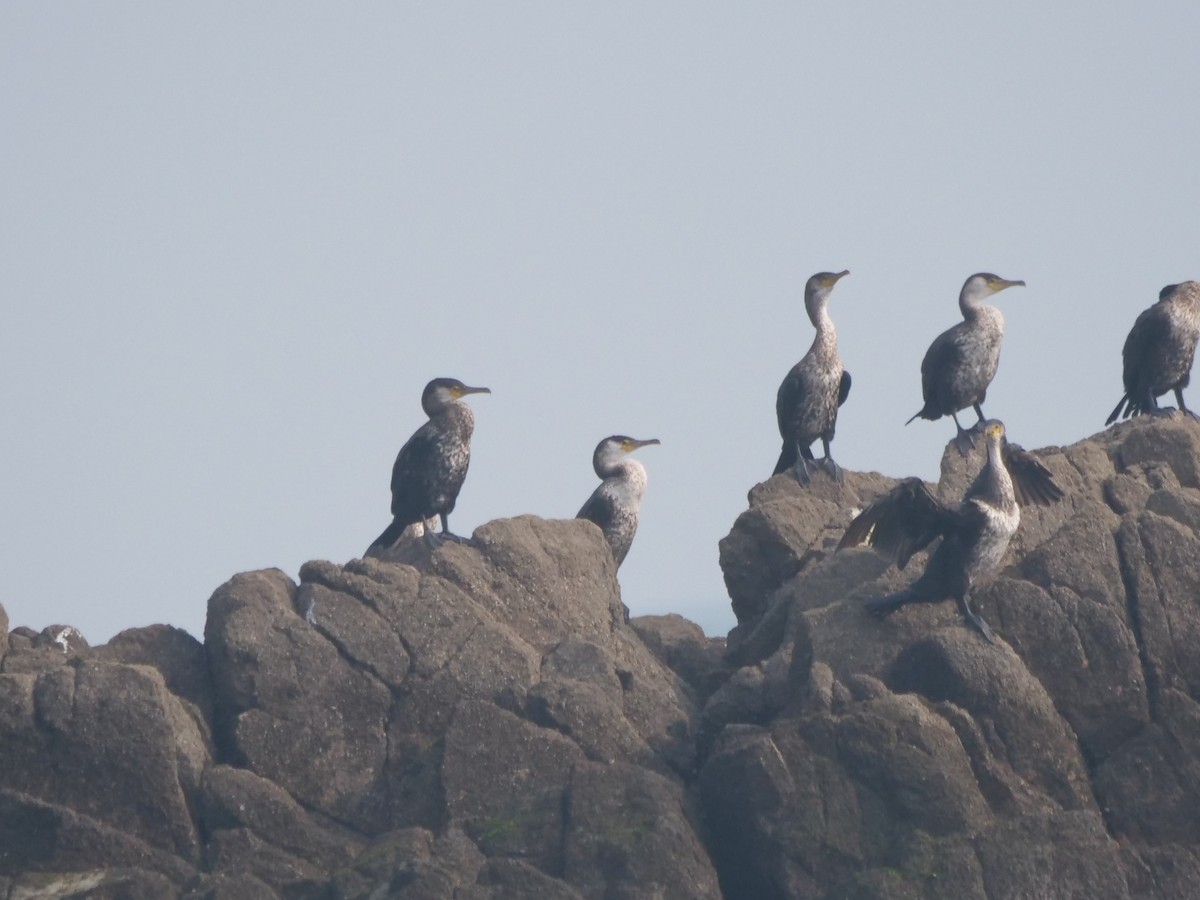 Japanese Cormorant - Guangfeng Shao