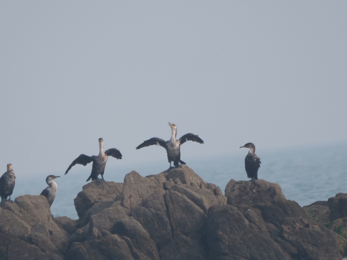 Japanese Cormorant - ML624750158