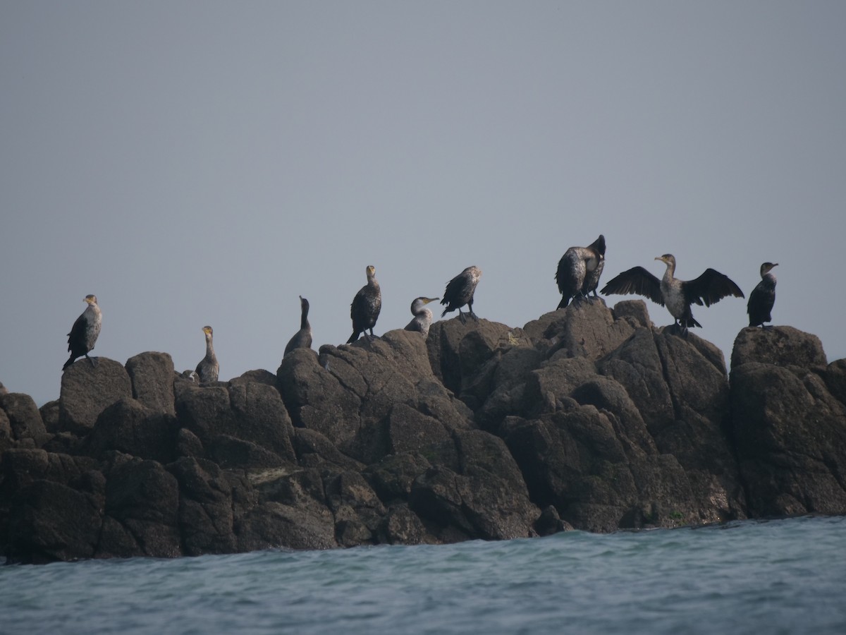 Japanese Cormorant - ML624750160