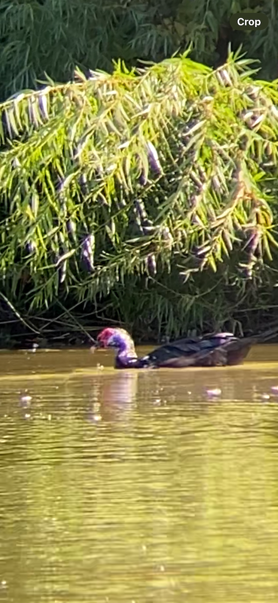 Muscovy Duck (Domestic type) - ML624750226