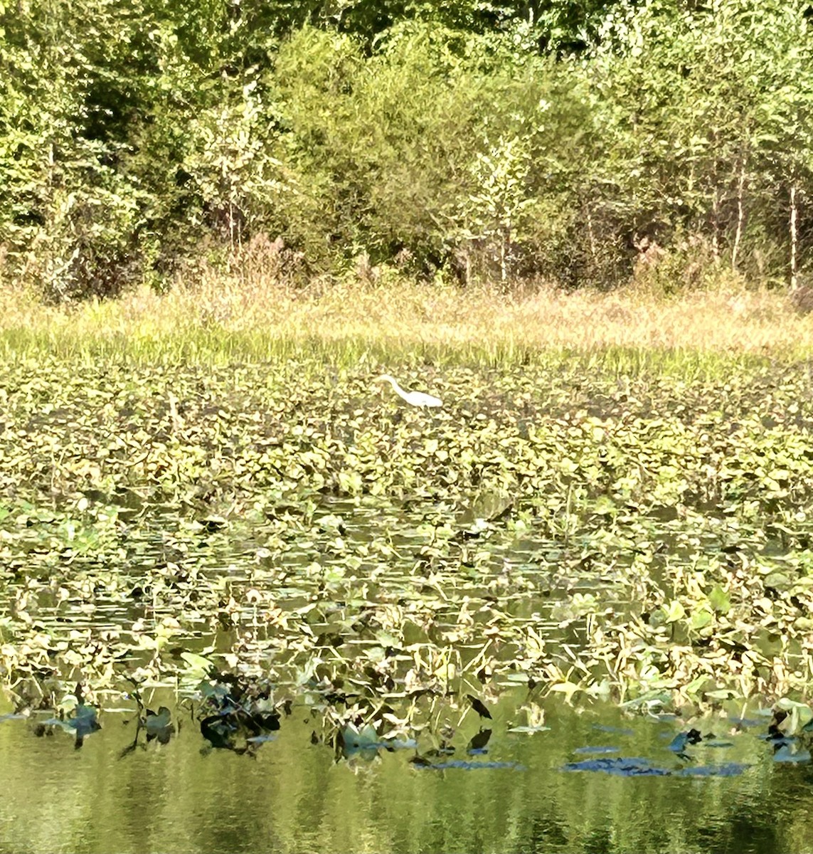 Great Egret - ML624750246