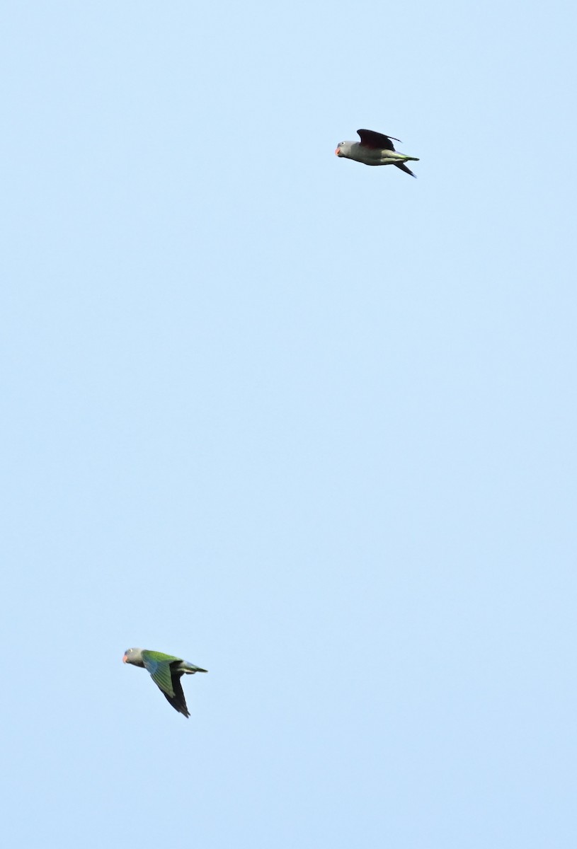 Blue-rumped Parrot - ML624750270