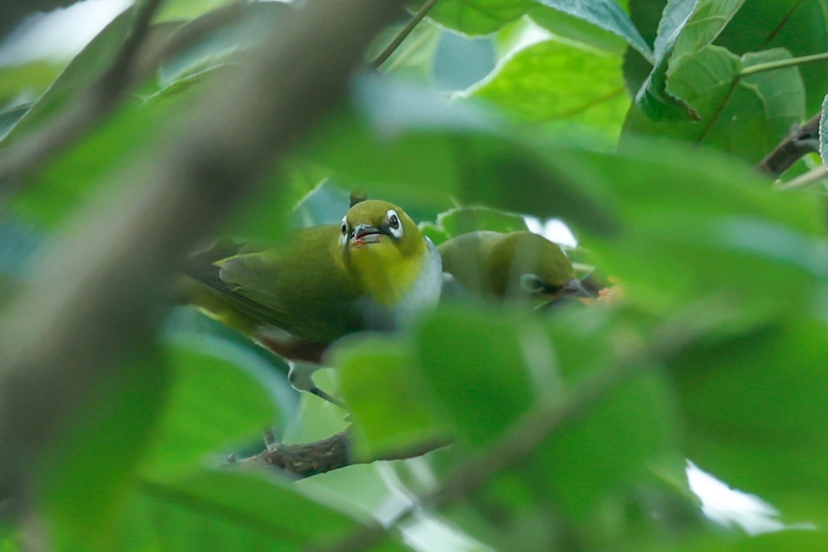 Chestnut-flanked White-eye - ML624750366