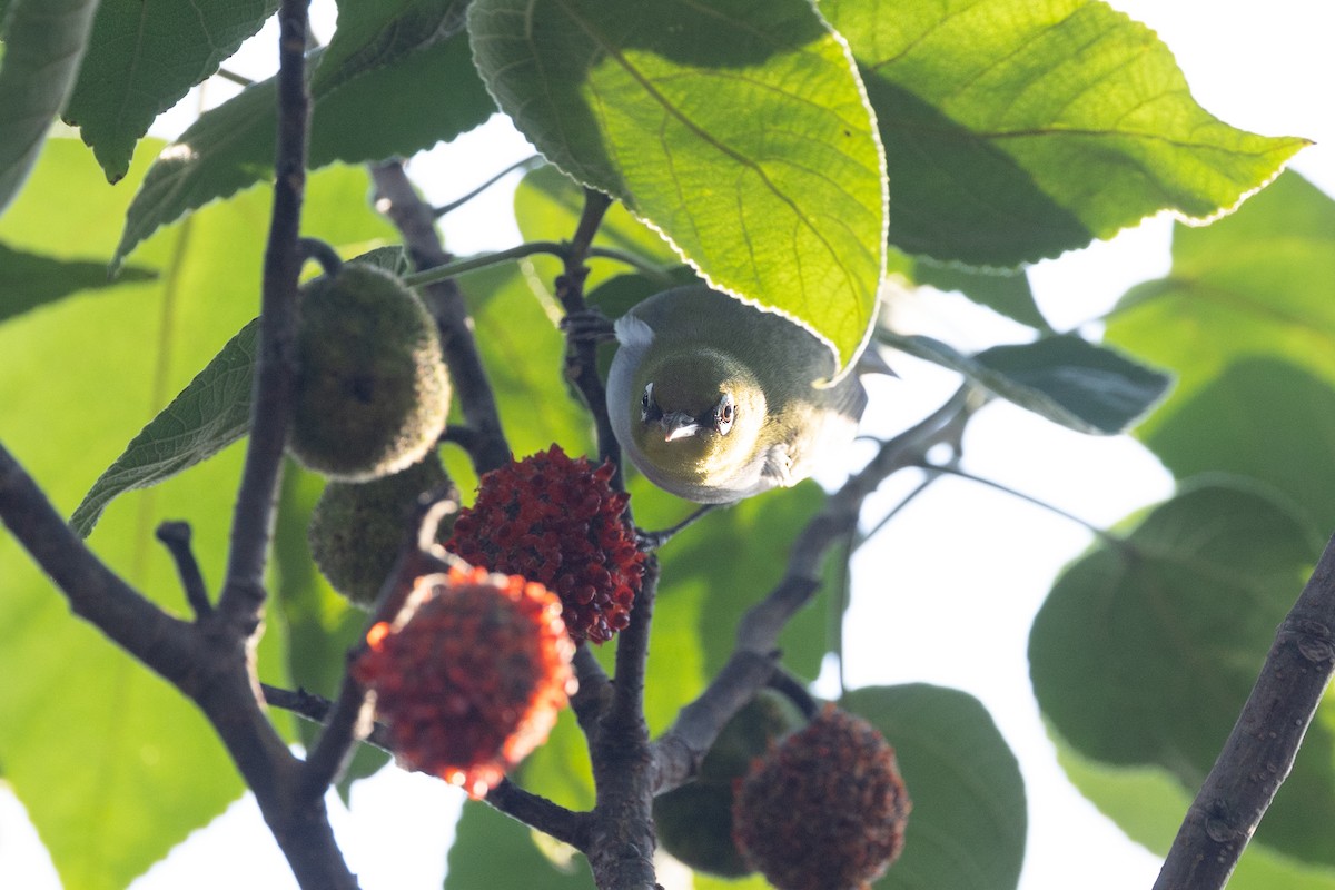 Chestnut-flanked White-eye - ML624750367